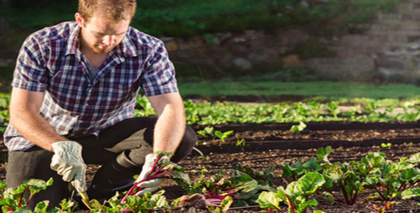 Organic Gardening Pest Control Tips